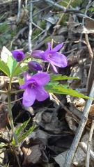 Cardamine glanduligera