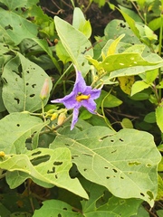 Solanum wrightii, photograph (c) Silvia Ten, some rights reserved (CC BY)