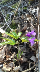 Cardamine glanduligera