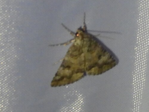 Eubolina moth photo 3