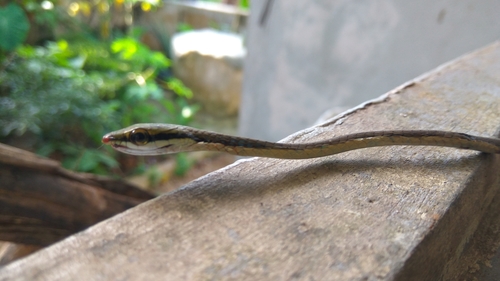 Giri’s bronzeback, Dendrelaphis girii