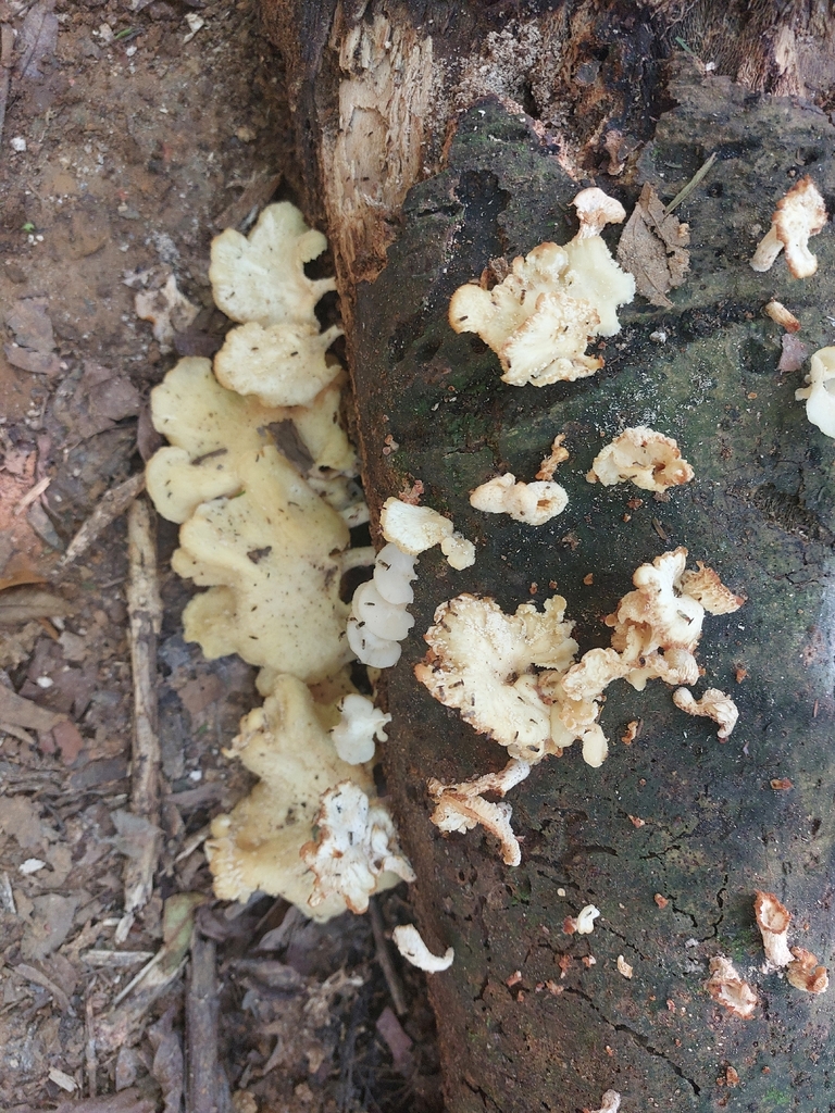 Favolus brasiliensis · April 2026 · photo: © danielsd (iNaturalist, cc-by-nc)
