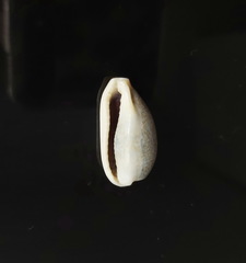 Erronea
