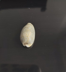Erronea