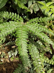 Arachniodes rhomboidea