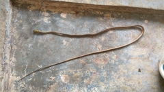 Dendrelaphis girii