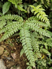 Arachniodes rhomboidea