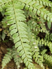 Arachniodes rhomboidea