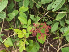 Cissus erosa, photograph (c) Silvia Ten, some rights reserved (CC BY)