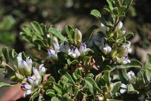 Image of Psoralea prodiens by (c) Charles Stirton, some rights reserved (CC BY-SA)
