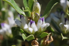 Psoralea prodiens