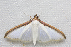 Cydalima