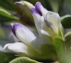 Psoralea prodiens