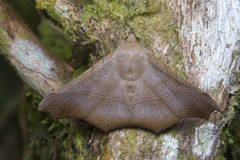 Chilkasa falcata