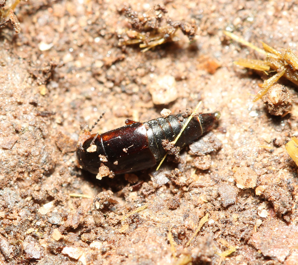 Tachinus humeralis