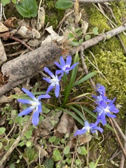 Scilla luciliae