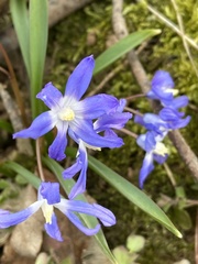 Scilla luciliae