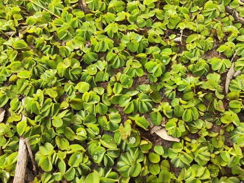 Salvinia auriculata, photograph 2