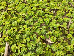 Salvinia auriculata, photograph (c) Silvia Ten, some rights reserved (CC BY)