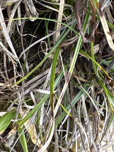 Carex odontostoma iNat (2)