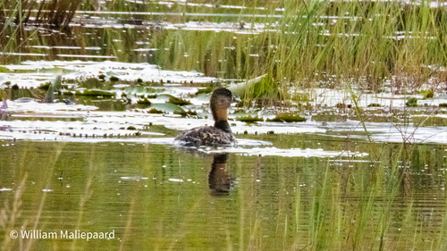 iNaturalist image