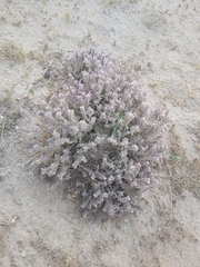 Moltkiopsis ciliata