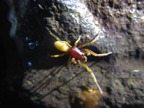 Dysdera esquiveli