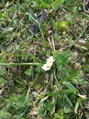 Ornithogalum sintenisii