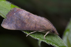 Hypocala violacea