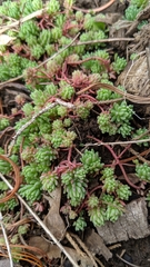 Sedum