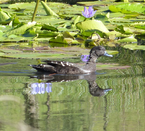 iNaturalist image