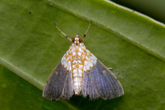 Agrotera