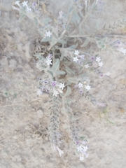 Moltkiopsis ciliata