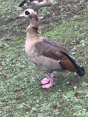 Alopochen aegyptiaca