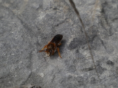 Rhodanthidium sticticum