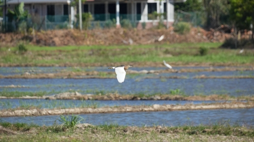 Javan Pond-Heron