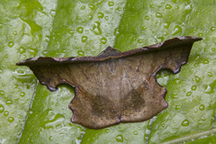 Fascellina chromataria