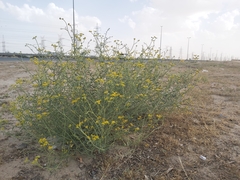 Haplophyllum tuberculatum