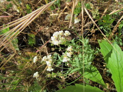 (c) zebedeugalinha, some rights reserved (CC BY) Linaria amethystea, photograph (c) zebedeugalinha, some rights reserved (CC BY)