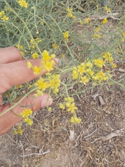 Haplophyllum tuberculatum