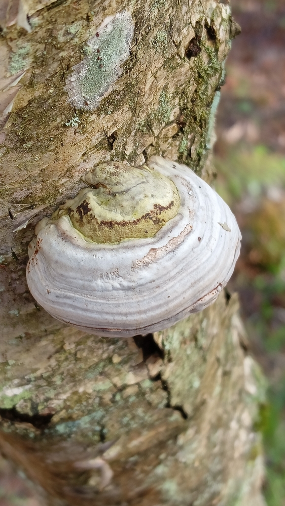 Fomitopsis betulina · April 2026 · photo: © tanya_iv (iNaturalist, cc-by)