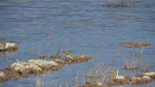 Eastern Yellow Wagtail