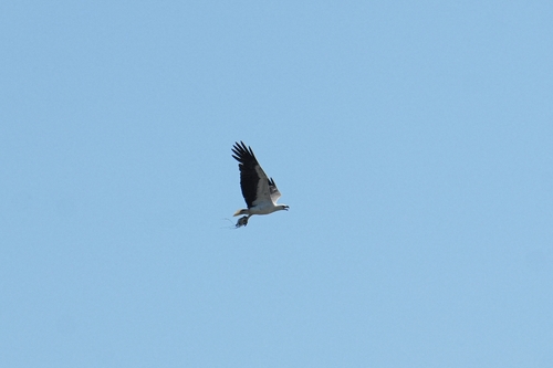 White-bellied Sea-Eagle