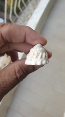 Astralium semicostatum