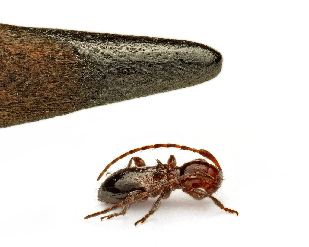 Cyrtinus pygmaeus