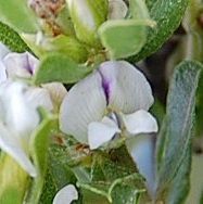 Psoralea prodiens