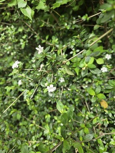 Buchozia japonica