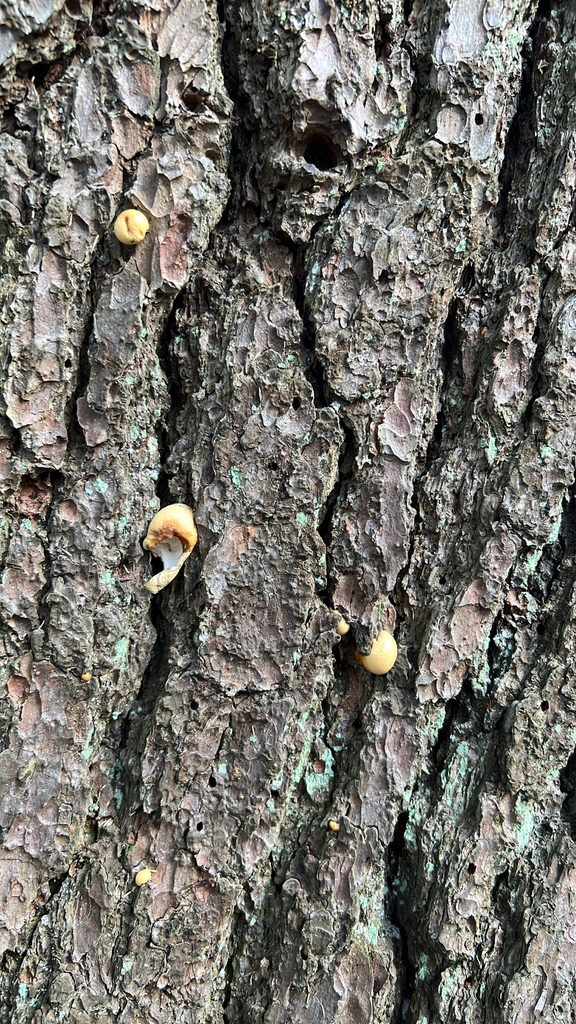 Cryptoporus volvatus · April 2026 · photo: © ecokatcanada_cwf (iNaturalist, cc-by)