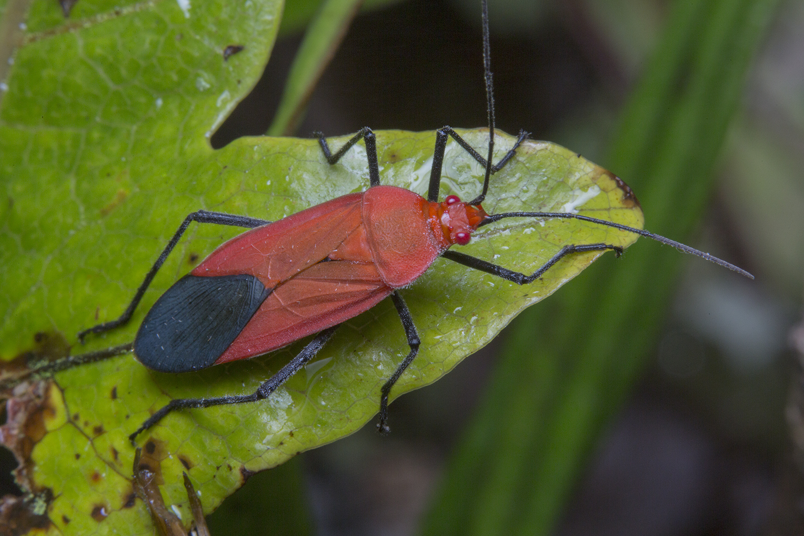 Old World Soapberry Bugs (Genus Leptocoris) · iNaturalist
