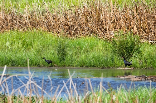 Black-backed Swamphen